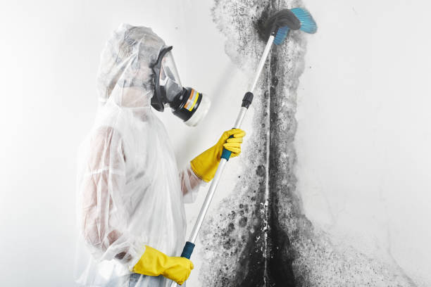 Best Environmental Consulting for Mold Prevention  in Andrews, SC