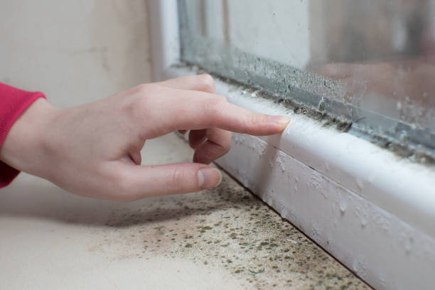Best Asbestos and Lead Testing During Mold Inspection  in Andrews, SC