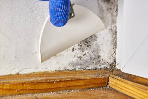 Trusted Andrews, SC Mold Removal Experts